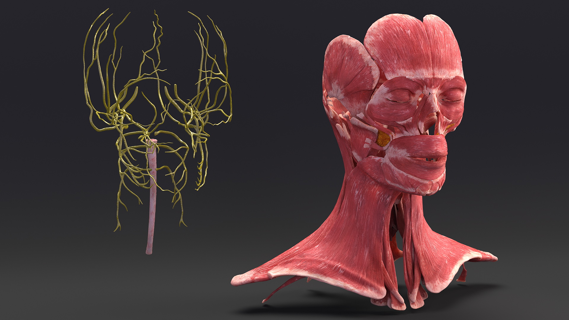 3D Female Head Full Anatomy and Skin model