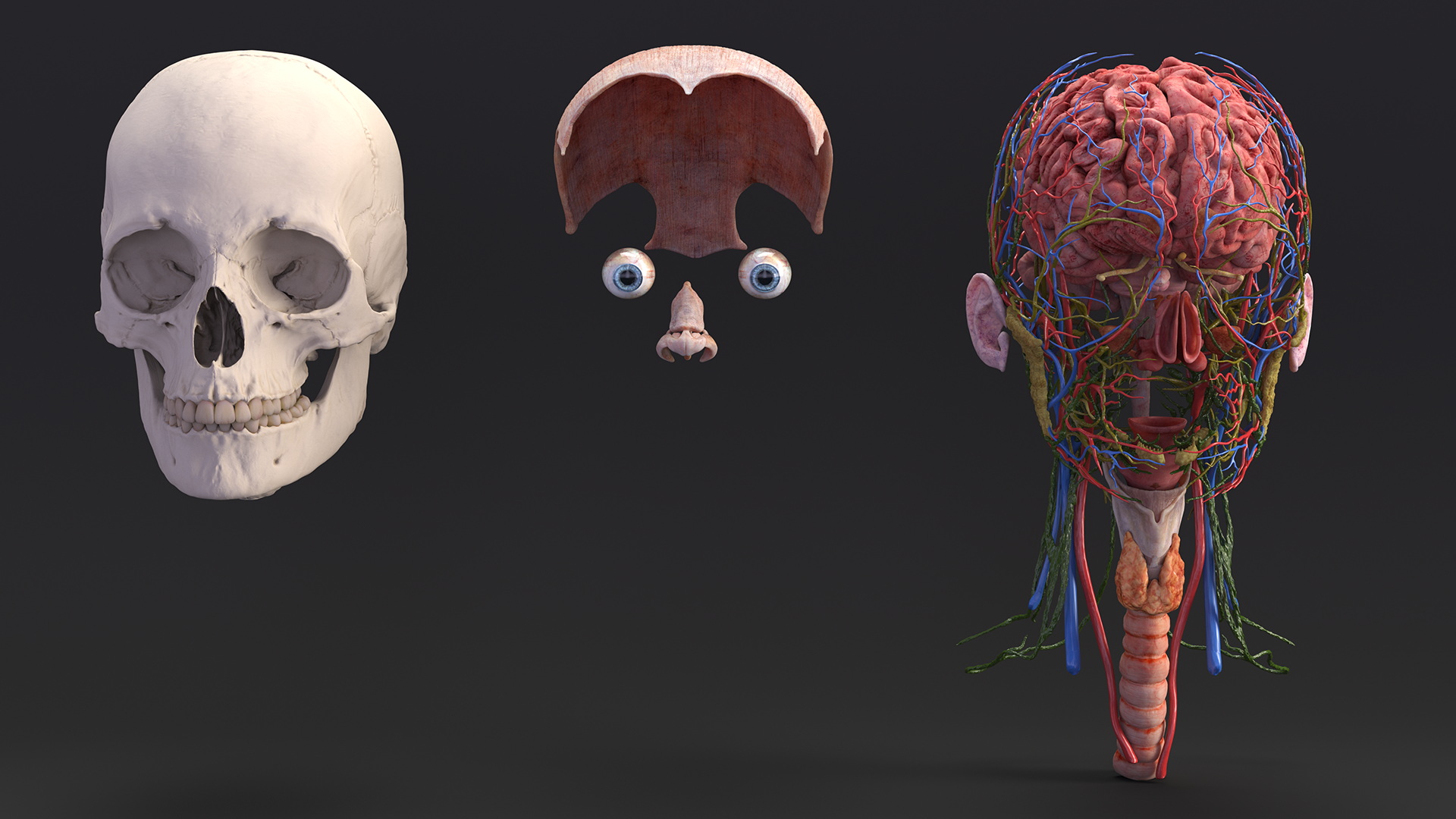 3D Female Head Full Anatomy and Skin model