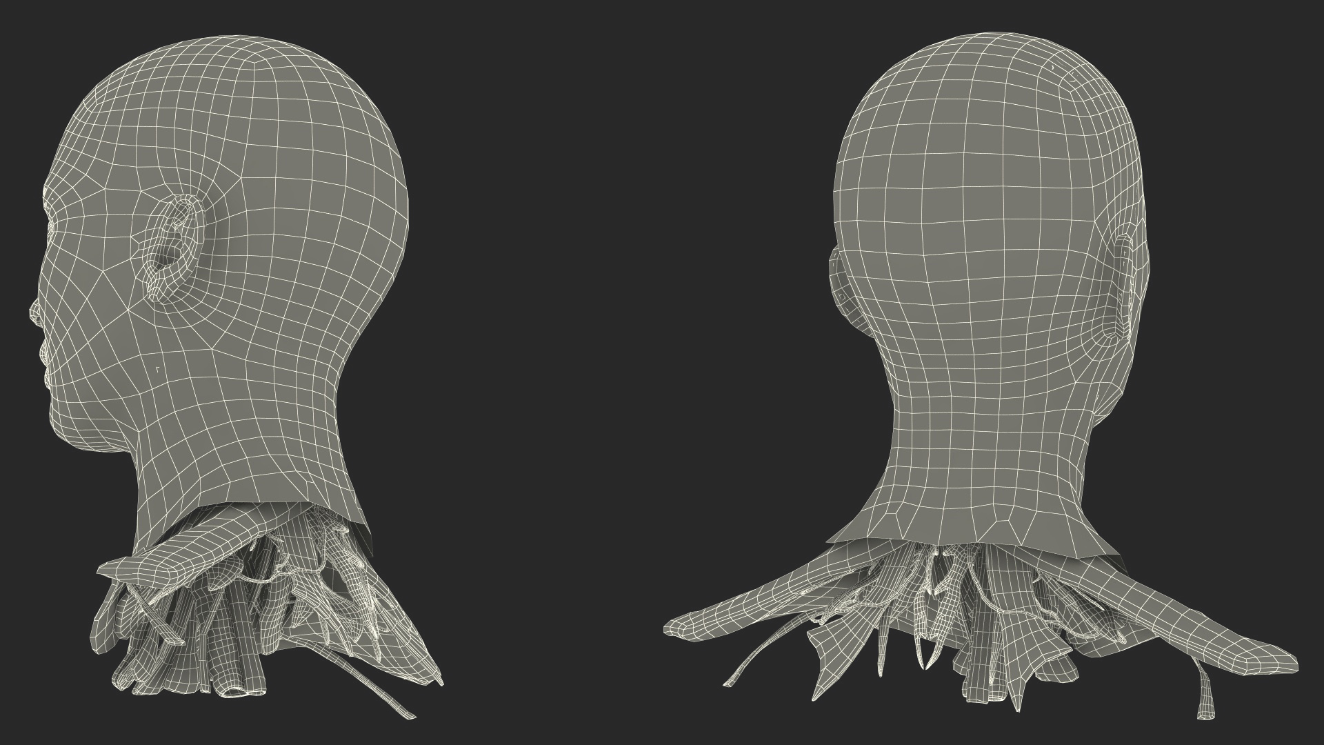 3D Female Head Full Anatomy and Skin model