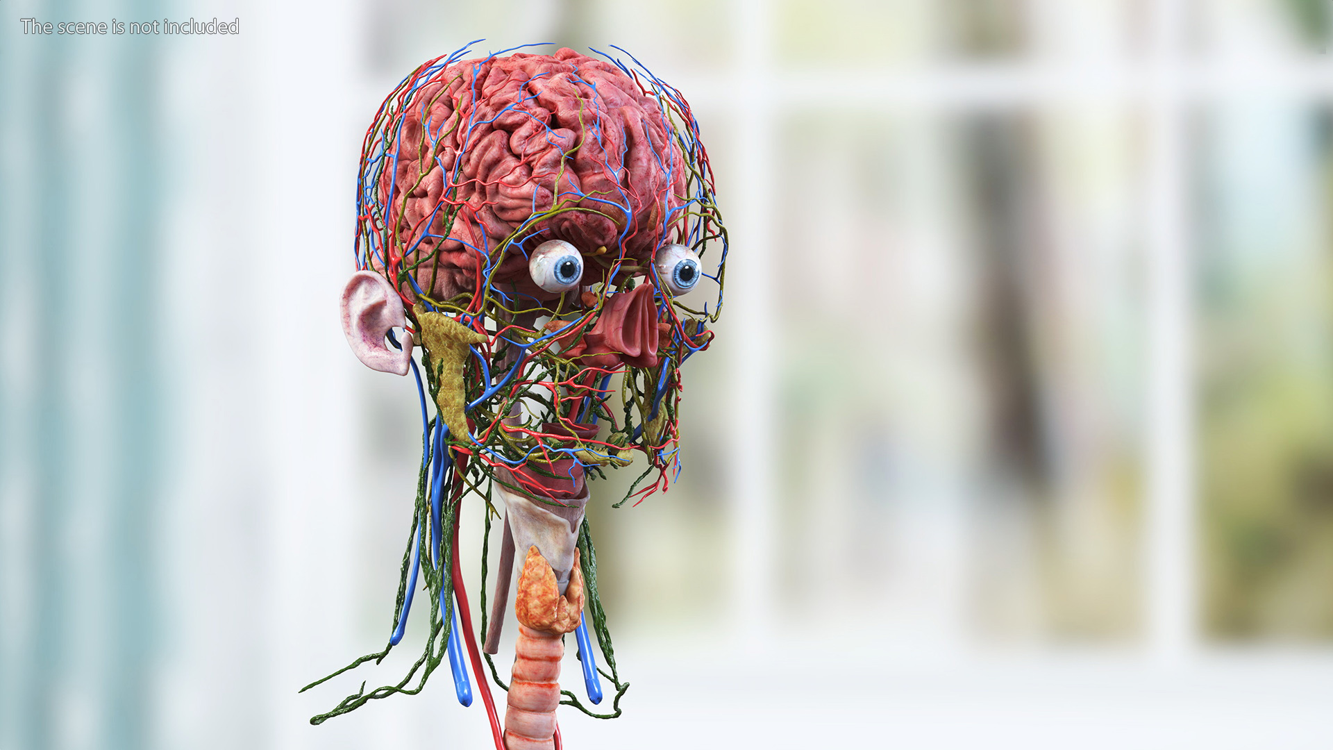 3D Female Head Full Anatomy and Skin model