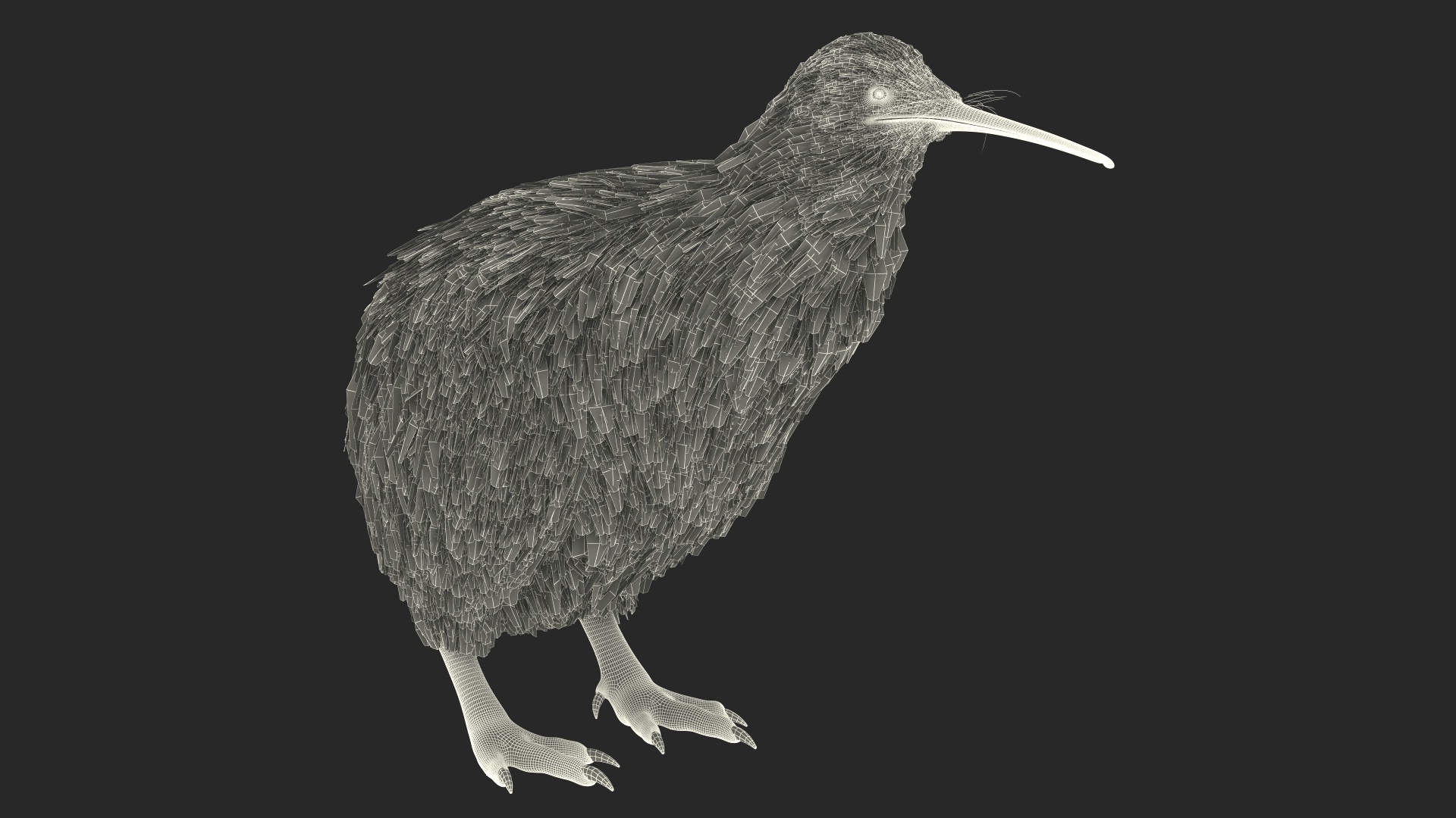 Kiwi Bird 3D model