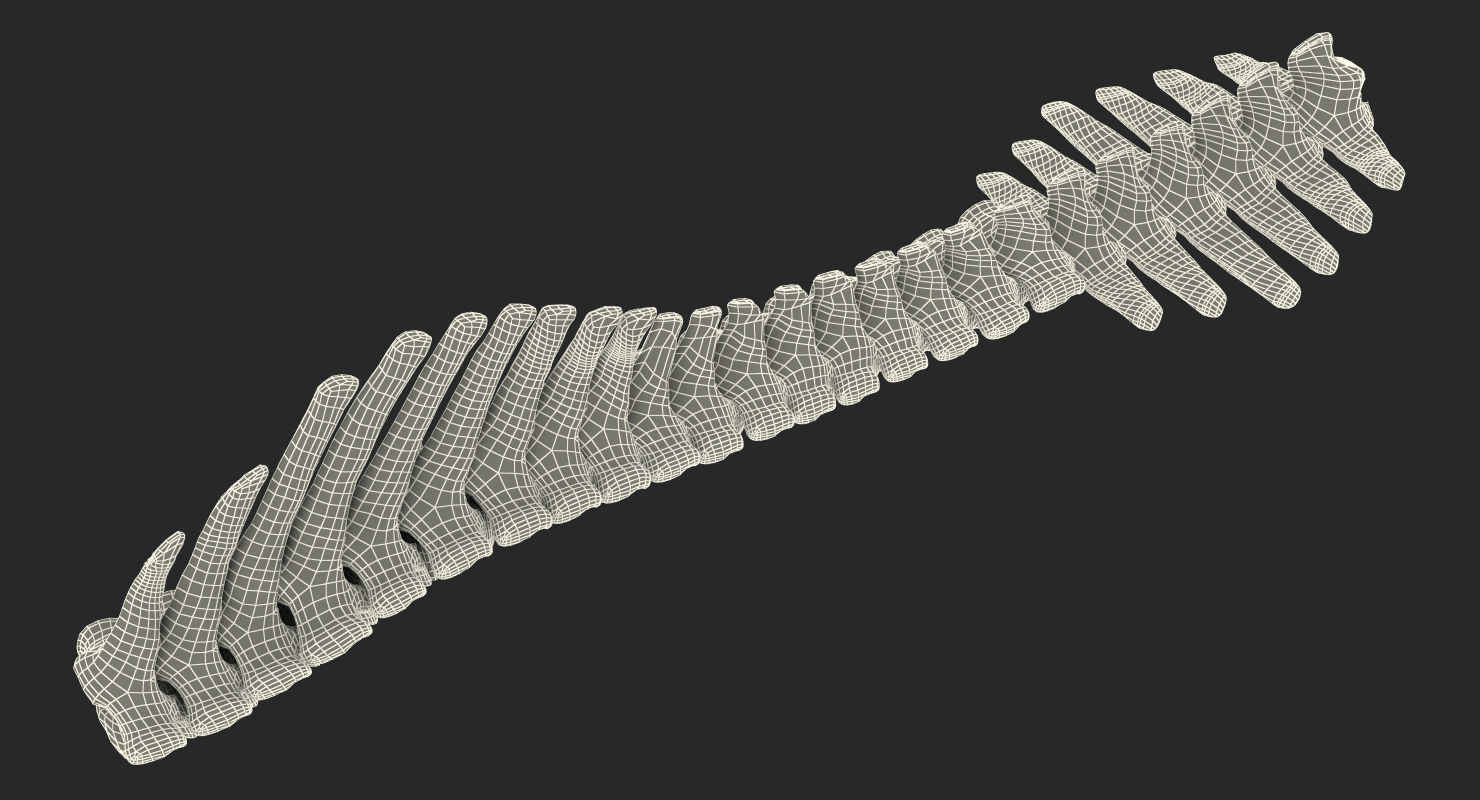 3D model Animal Spine Vertebrae Bones 2