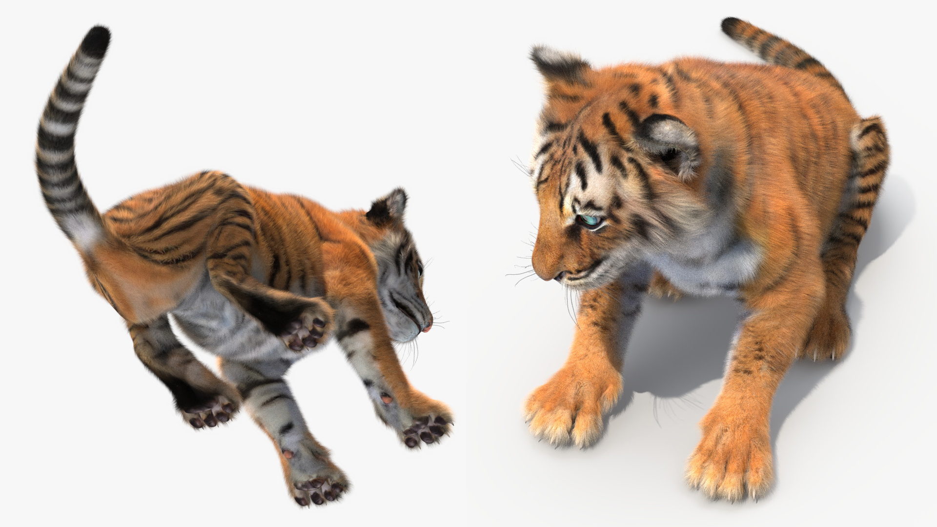 3D Tiger Cub Sitting Fur