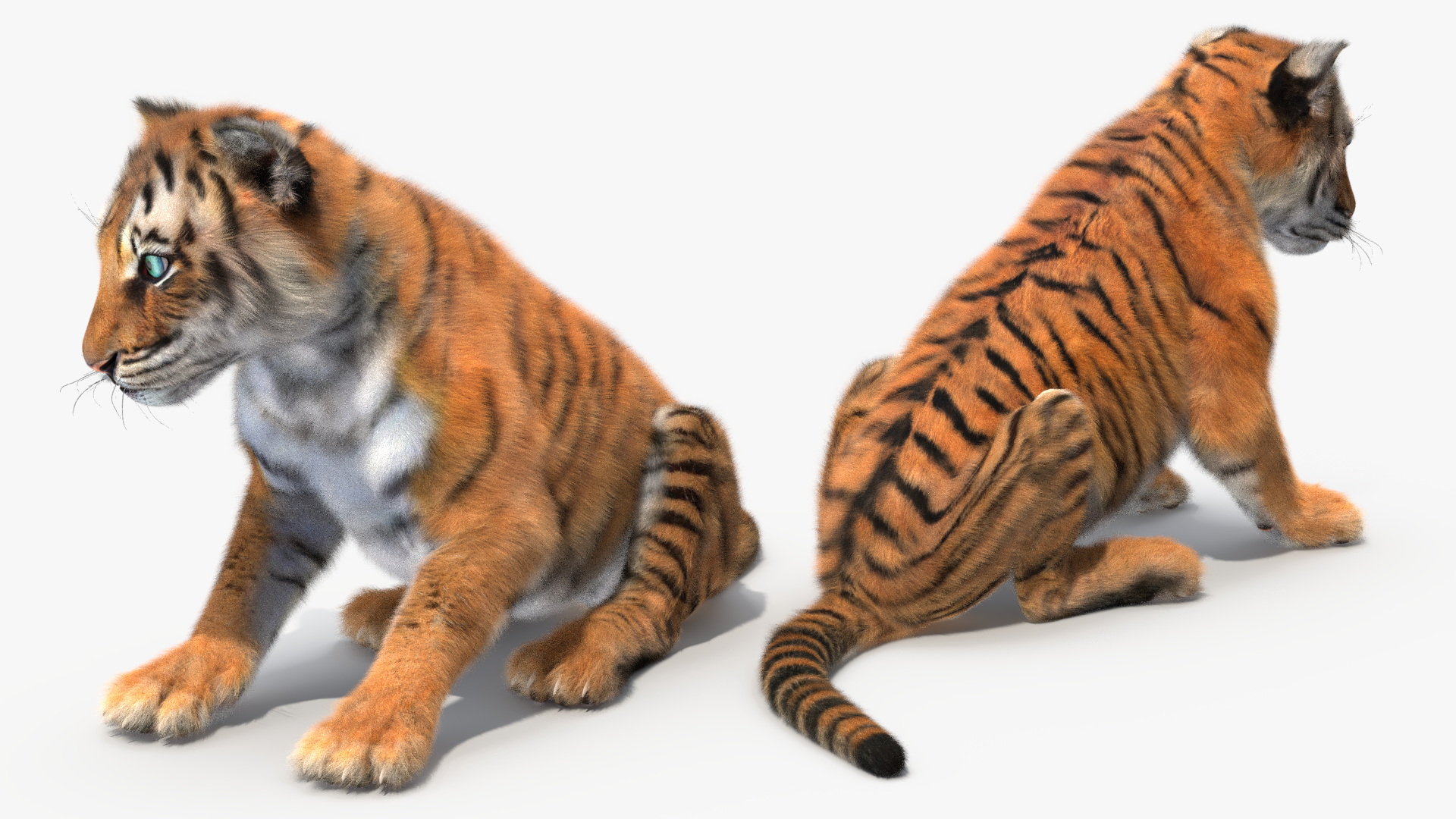 3D Tiger Cub Sitting Fur