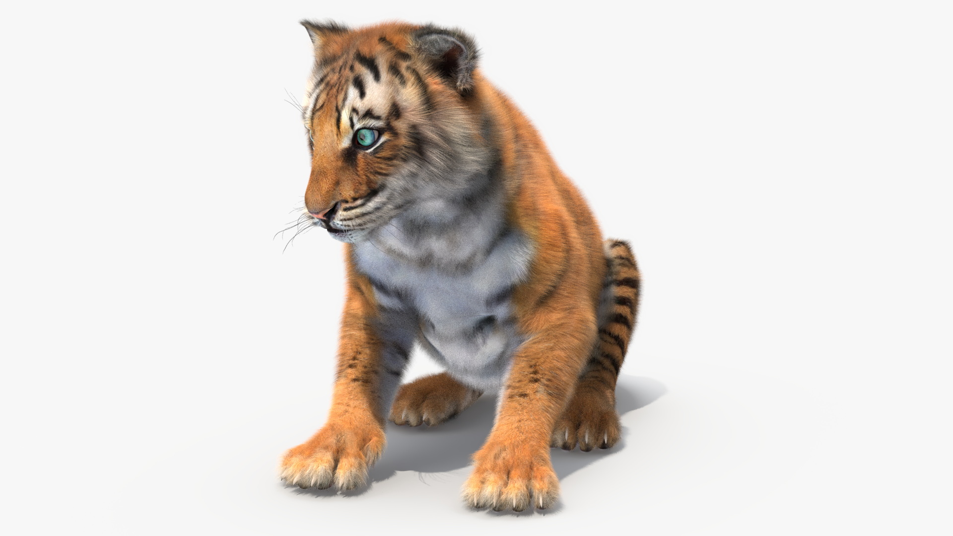 3D Tiger Cub Sitting Fur