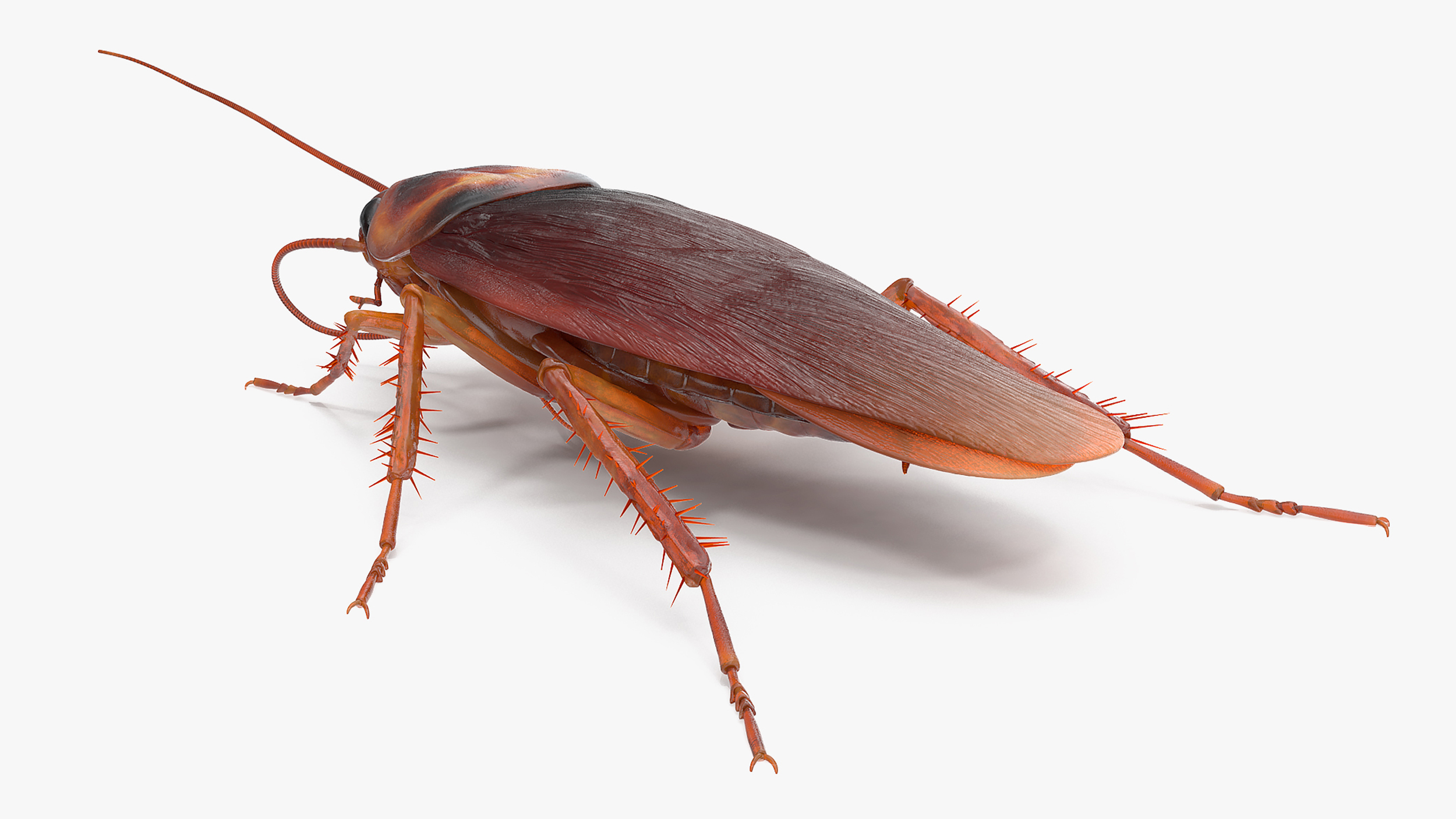 3D model Animated Cockroach Cleans Mustache Rigged for Maya