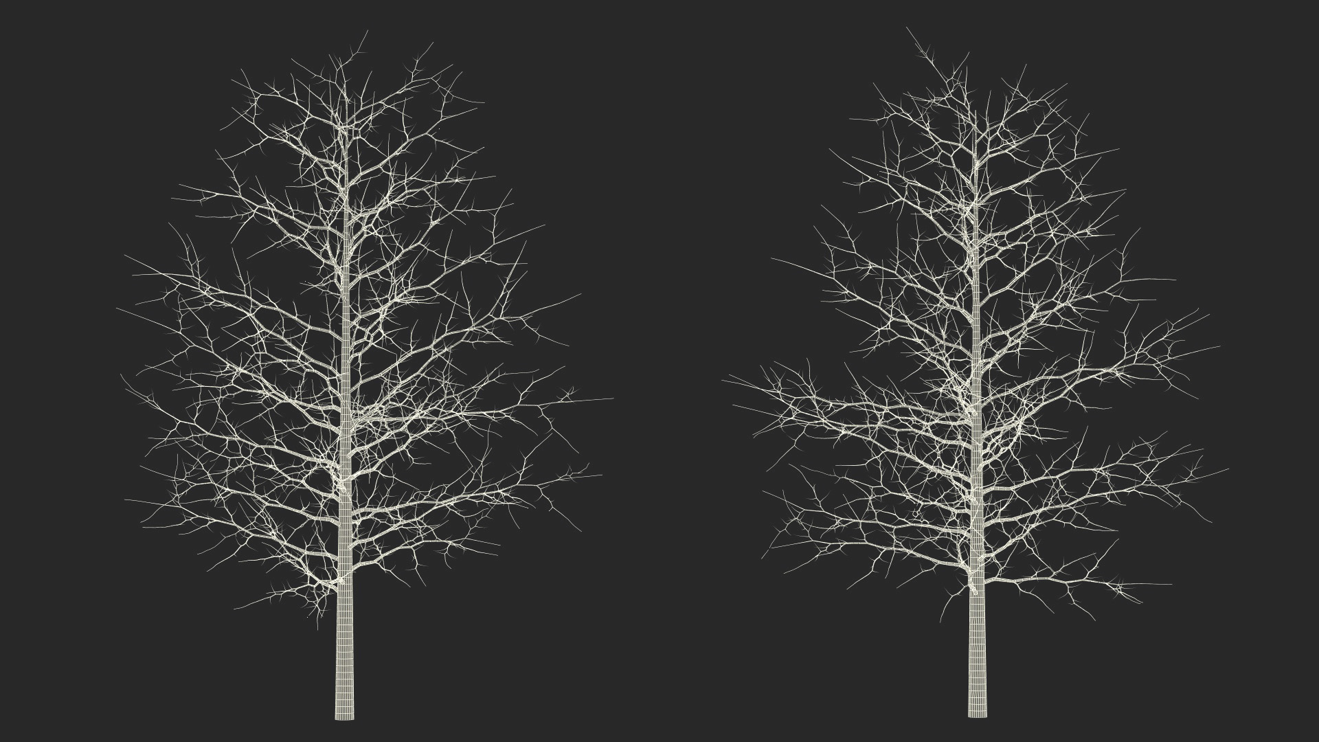 3D model Winter Bare Oak Tree