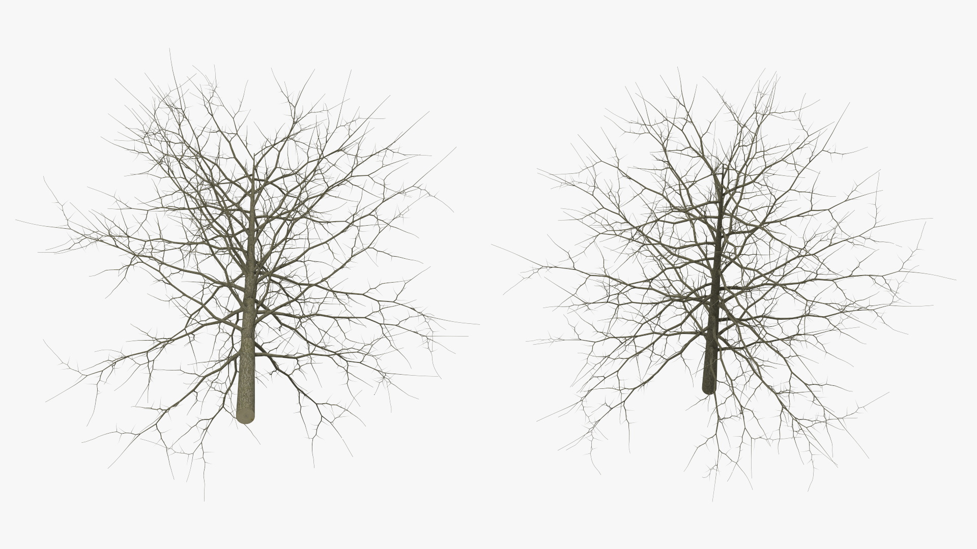 3D model Winter Bare Oak Tree