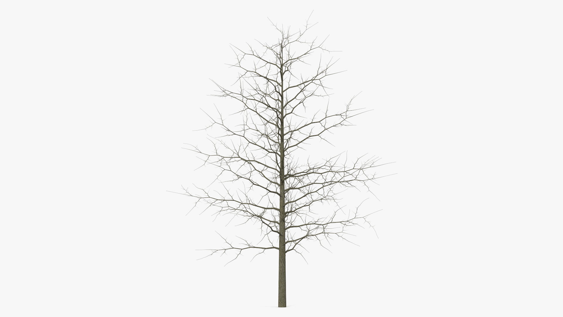 3D model Winter Bare Oak Tree