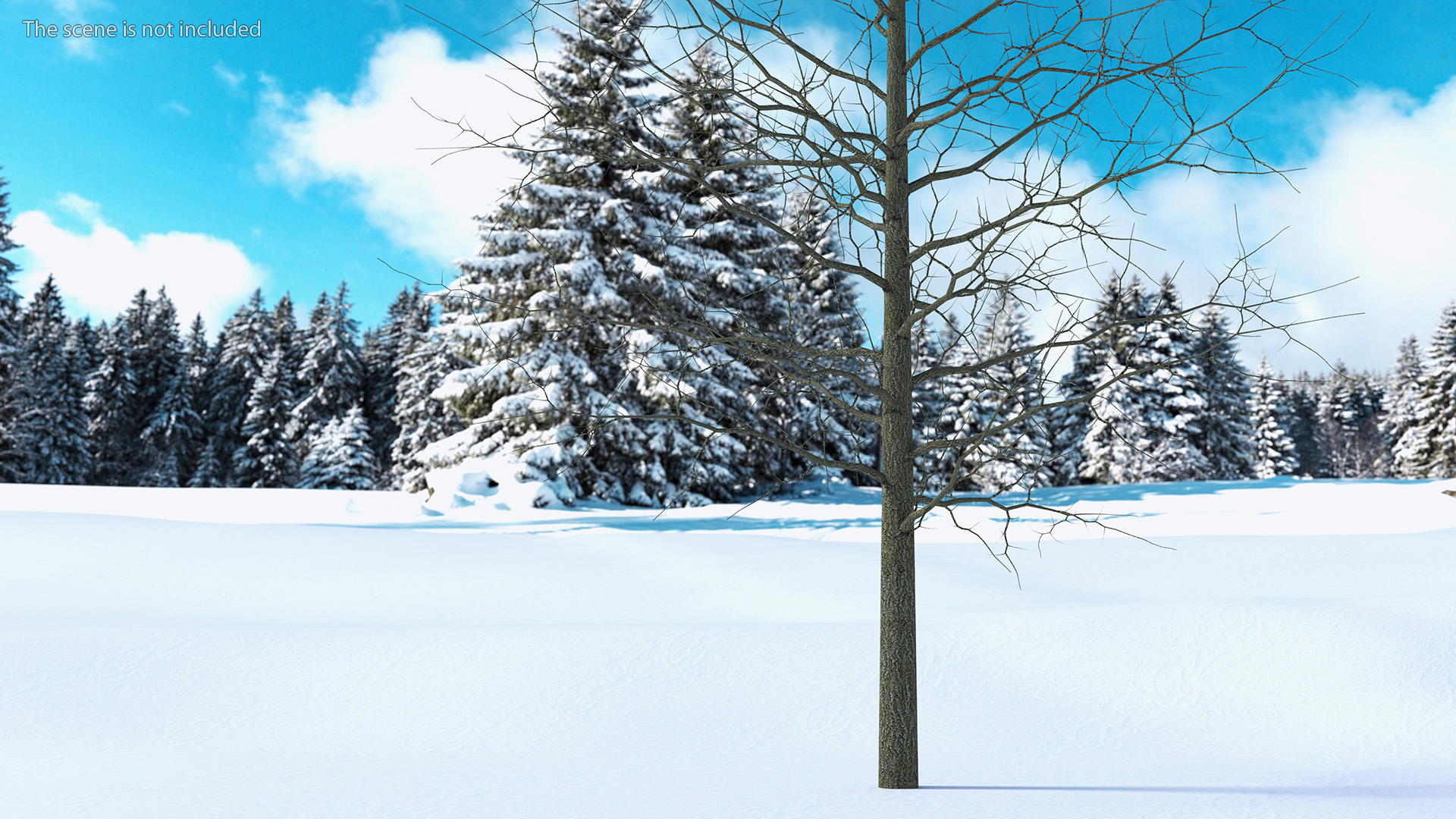 3D model Winter Bare Oak Tree
