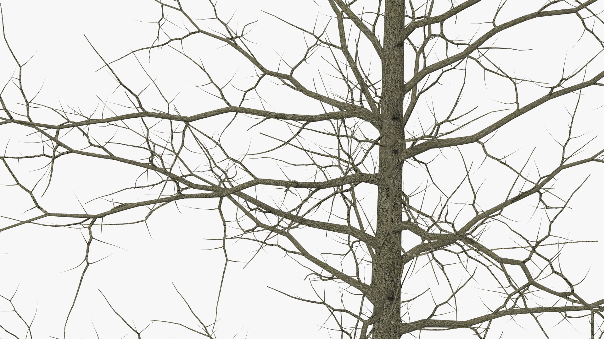 3D model Winter Bare Oak Tree