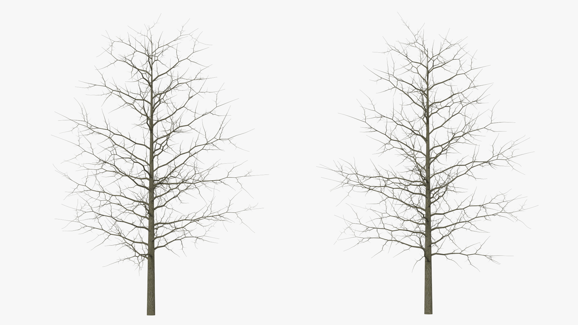 3D model Winter Bare Oak Tree