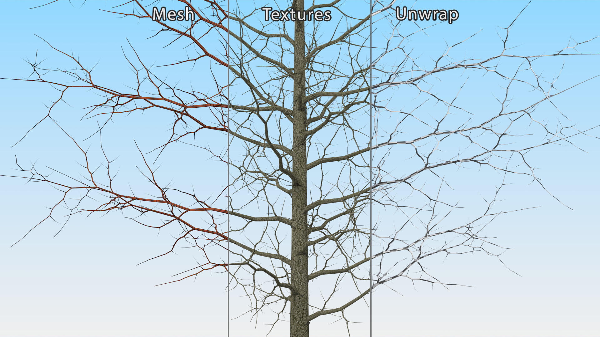 3D model Winter Bare Oak Tree