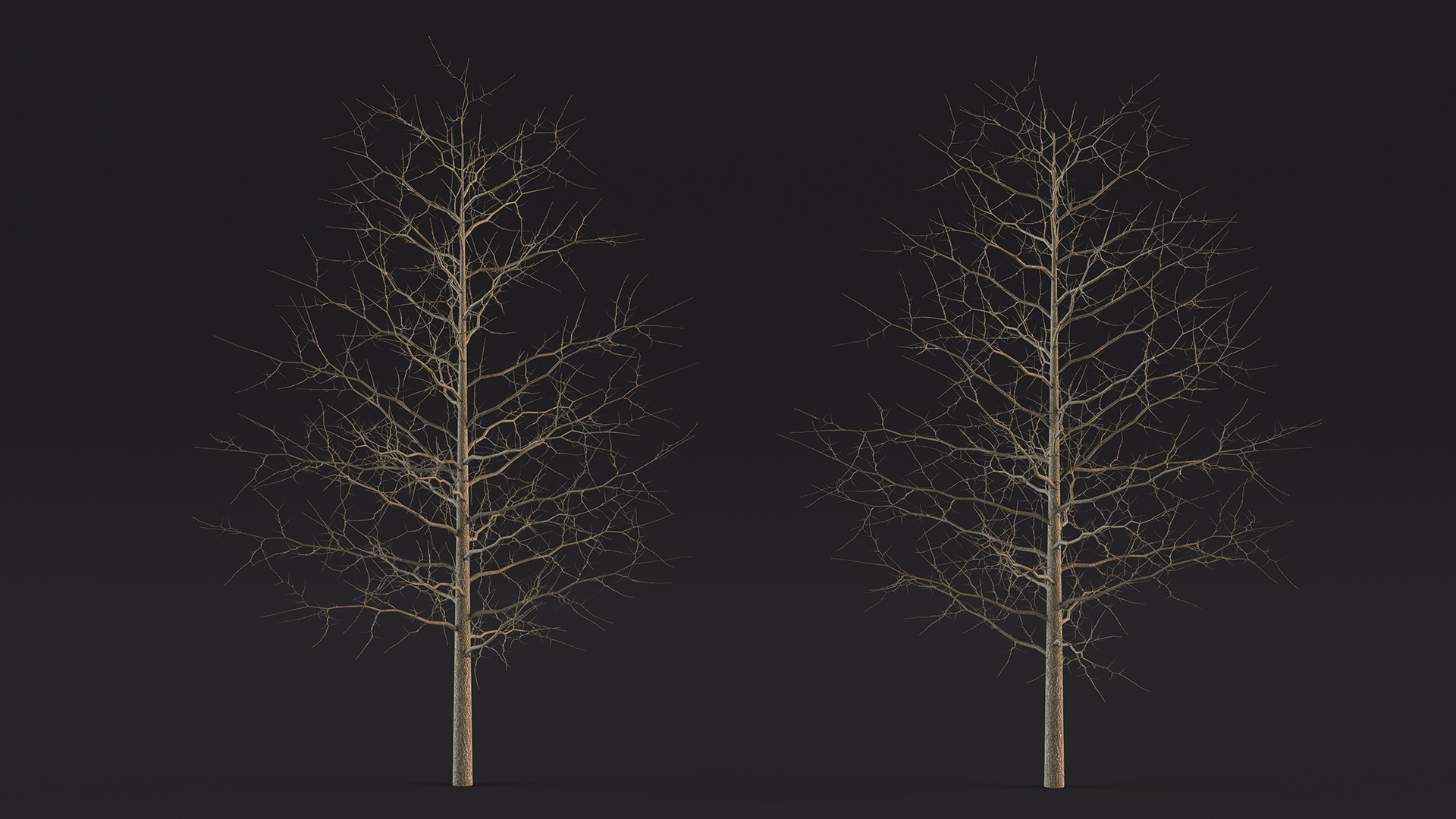 3D model Winter Bare Oak Tree