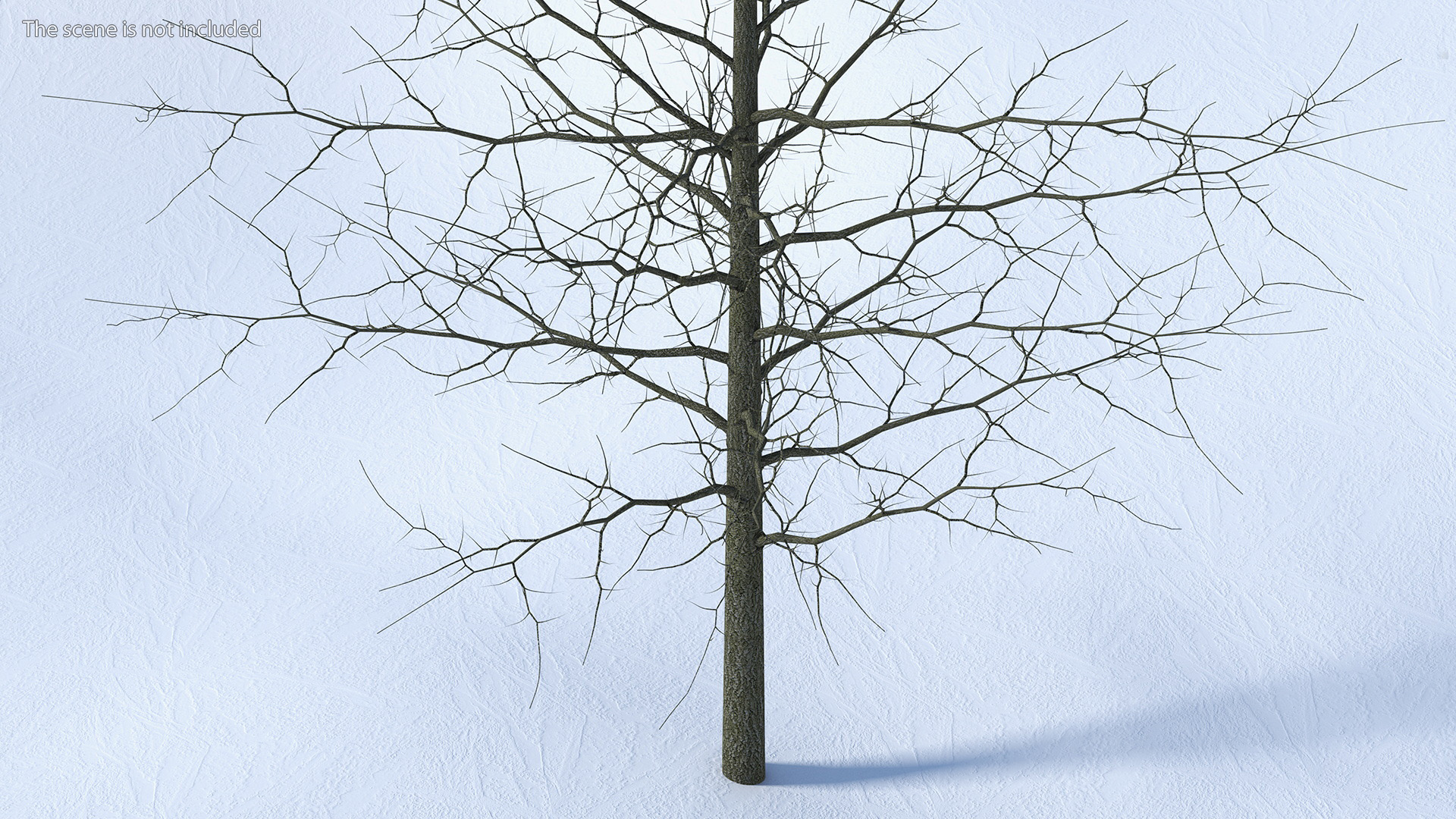 3D model Winter Bare Oak Tree