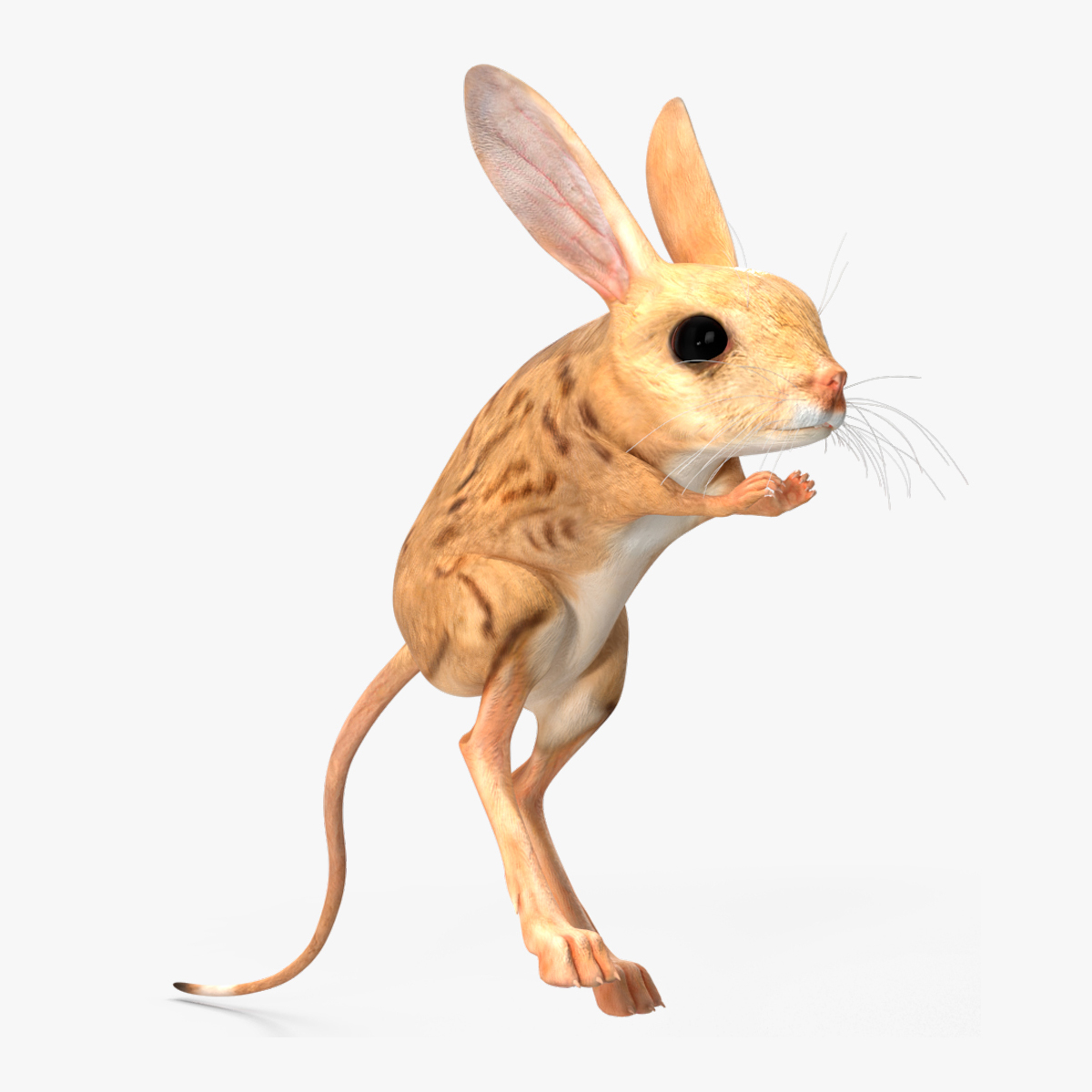 Desert Jerboa Rigged for Cinema 4D 3D model