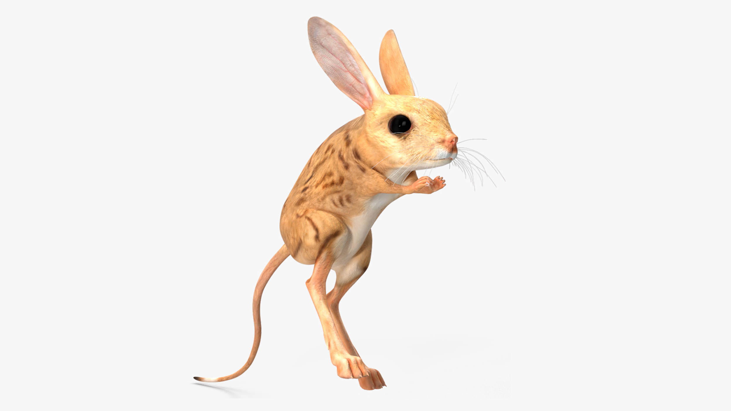 Desert Jerboa Rigged for Cinema 4D 3D model