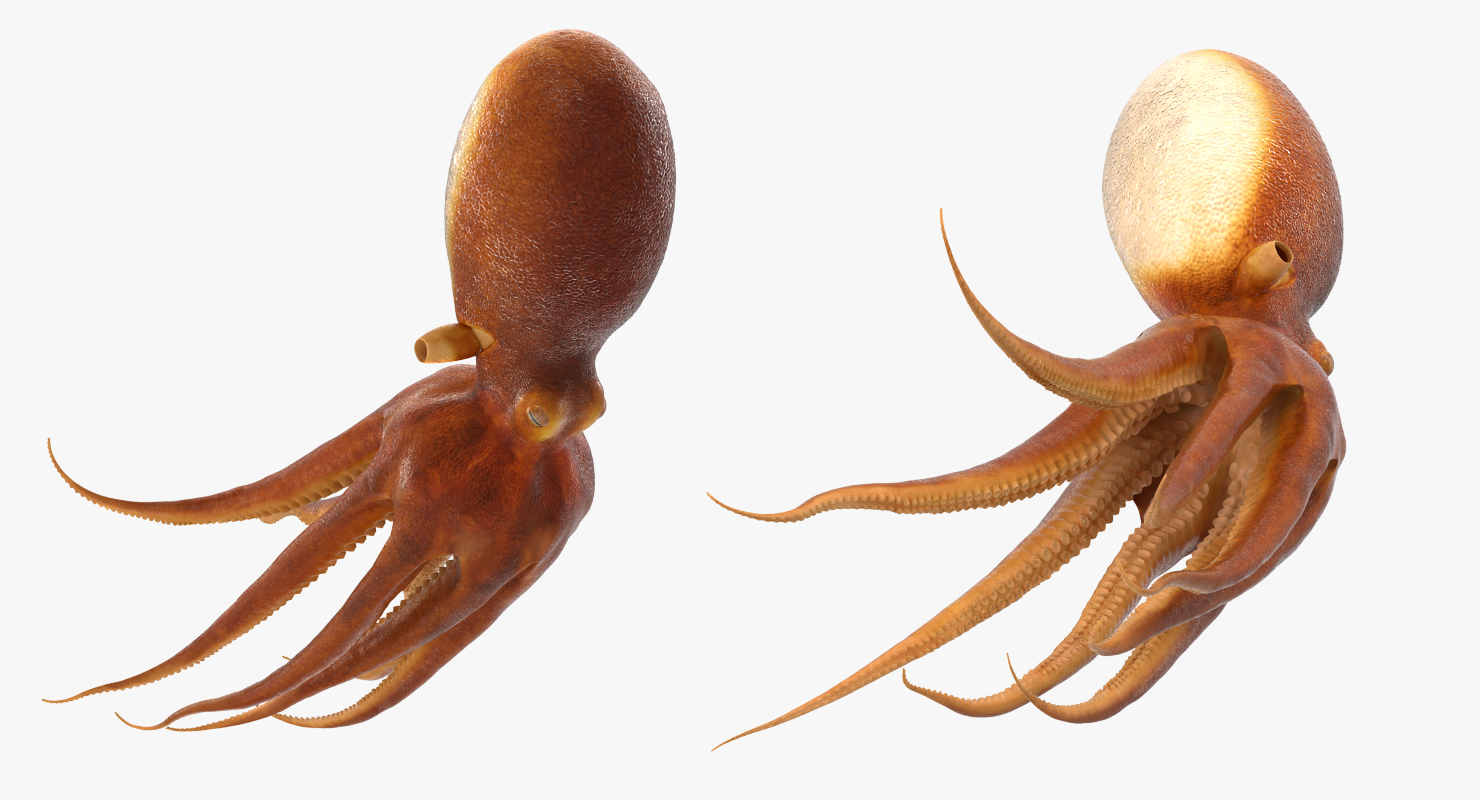 3D Common Octopus Swimming model