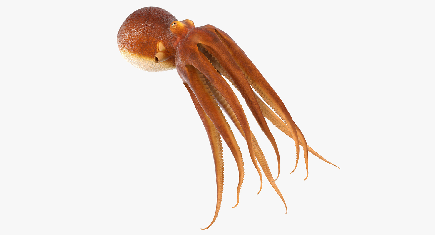 3D Common Octopus Swimming model