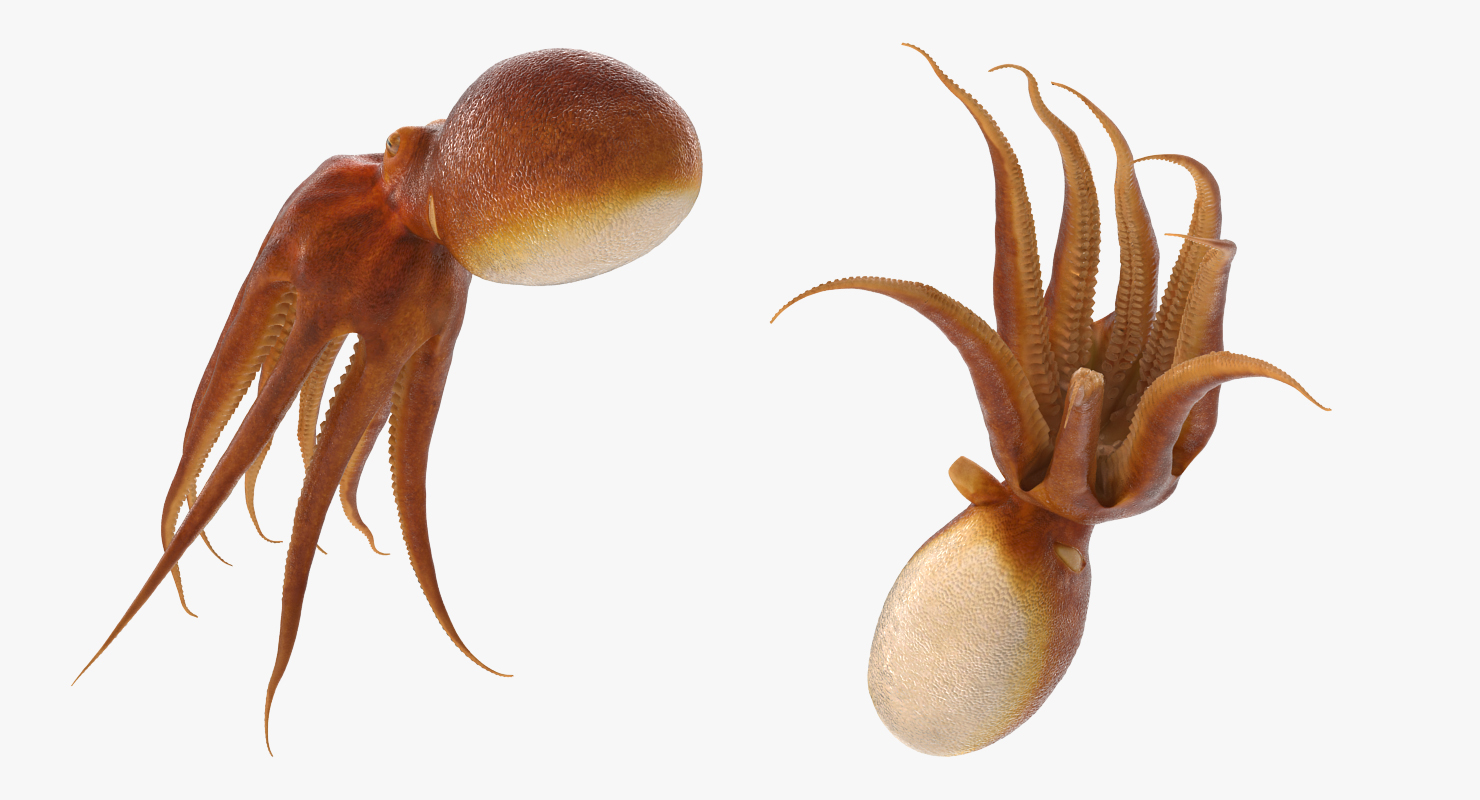 3D Common Octopus Swimming model