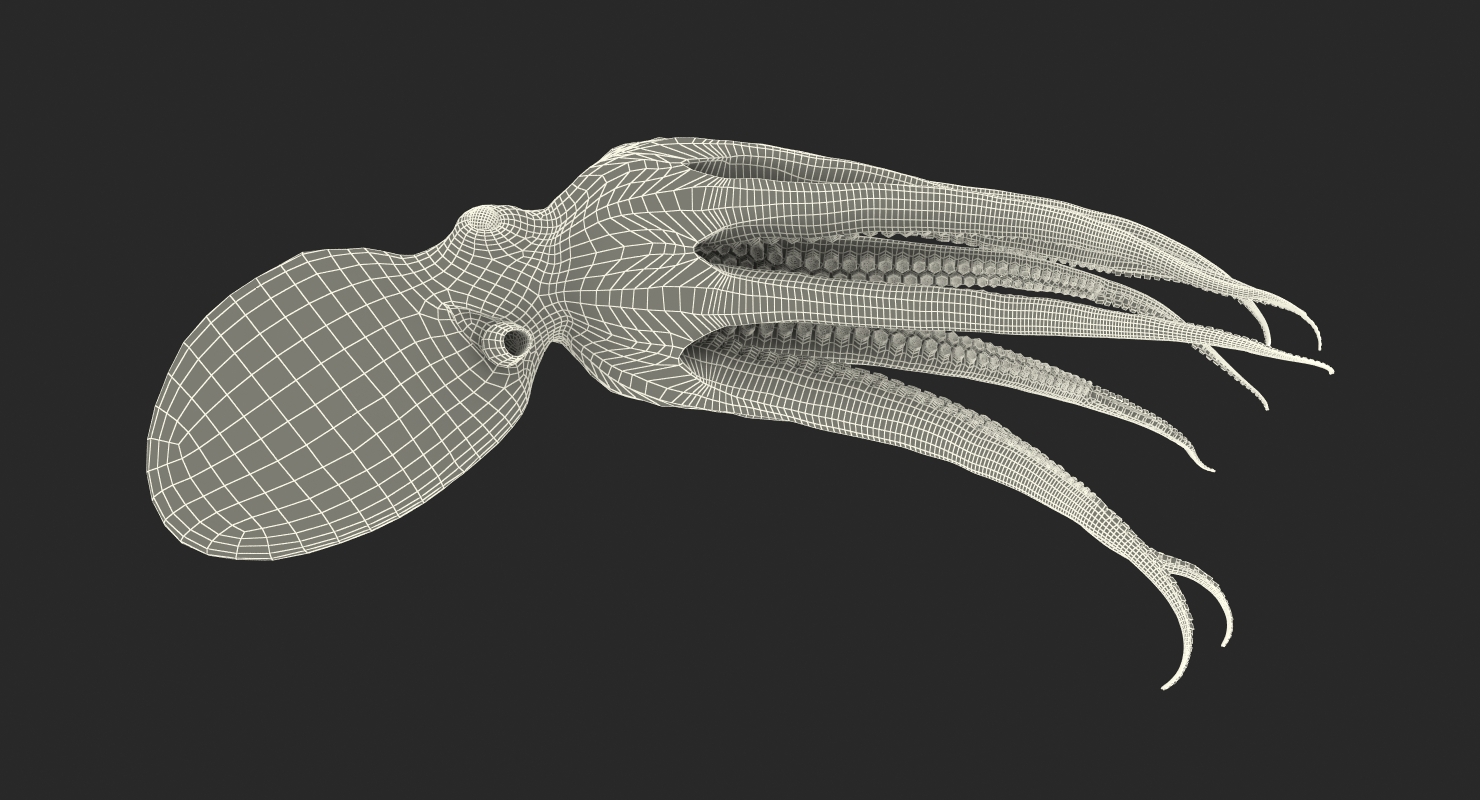 3D Common Octopus Swimming model