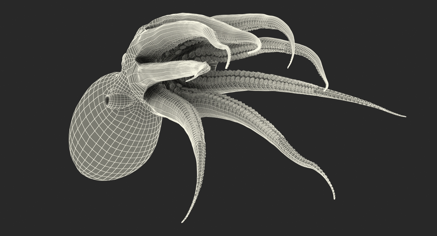 3D Common Octopus Swimming model