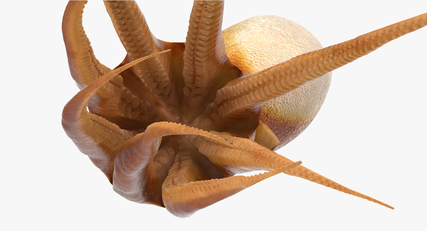 3D Common Octopus Swimming model