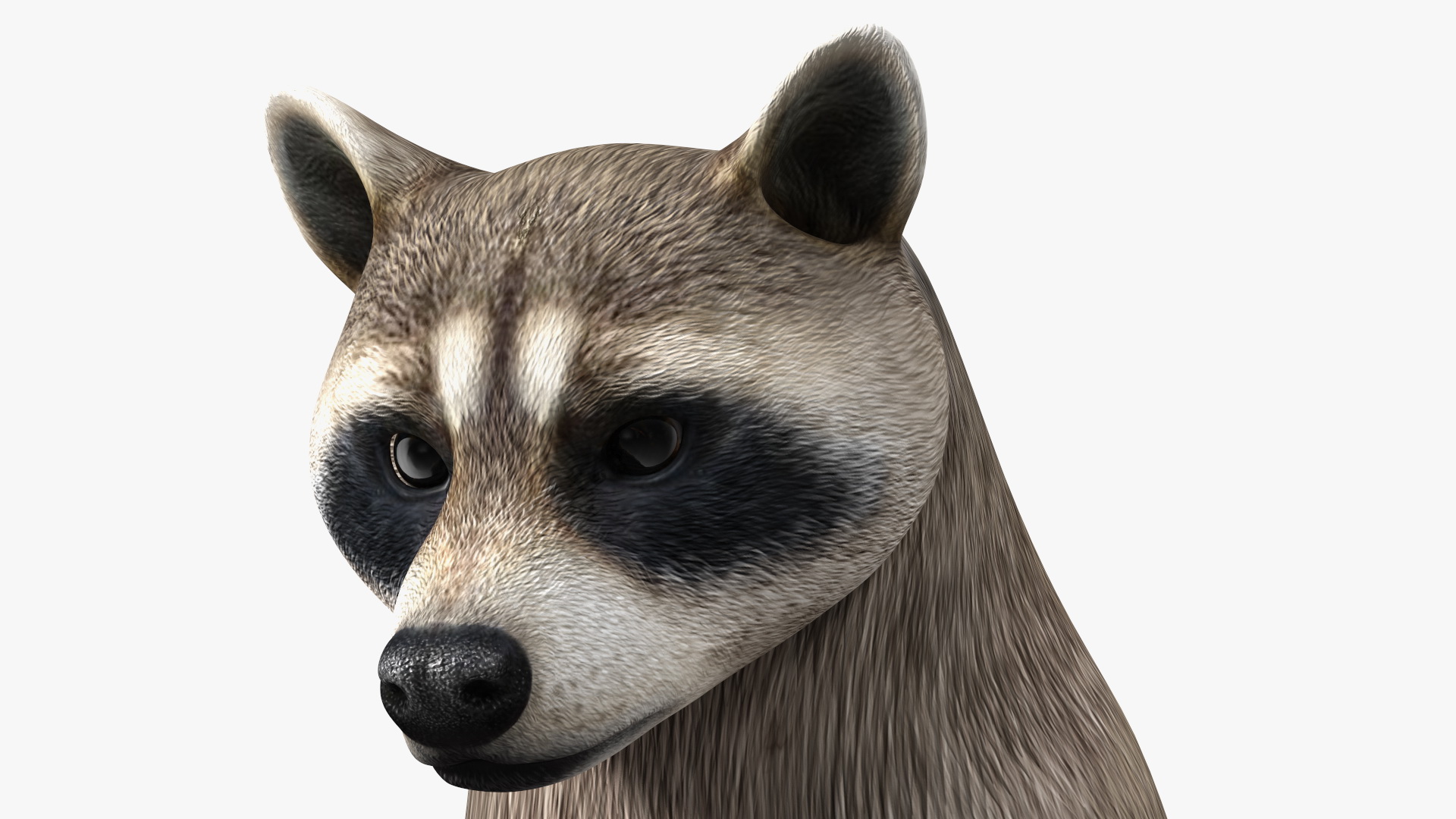 3D Raccoon Standing Pose