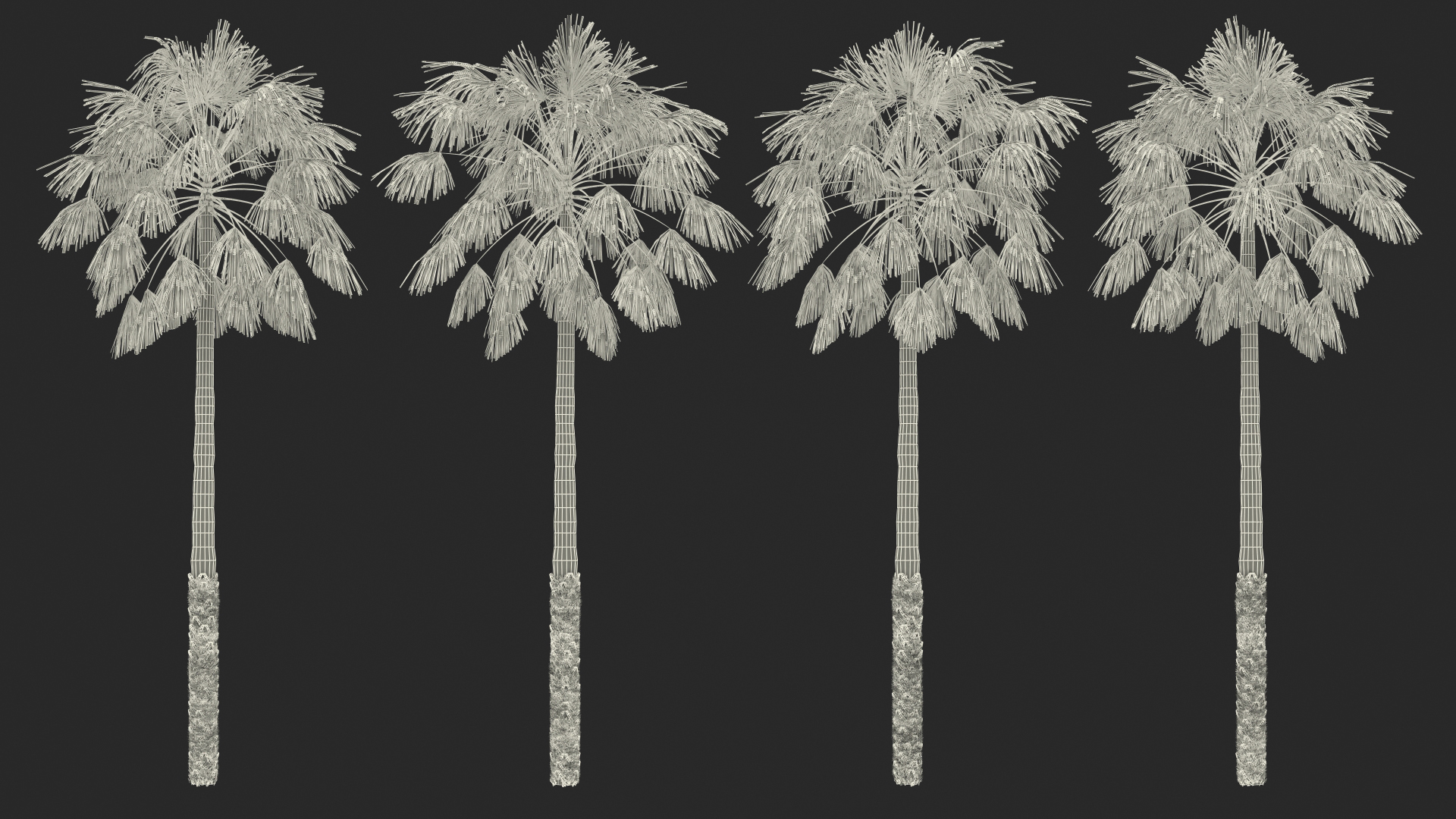 Mexican Palm Tree 3D