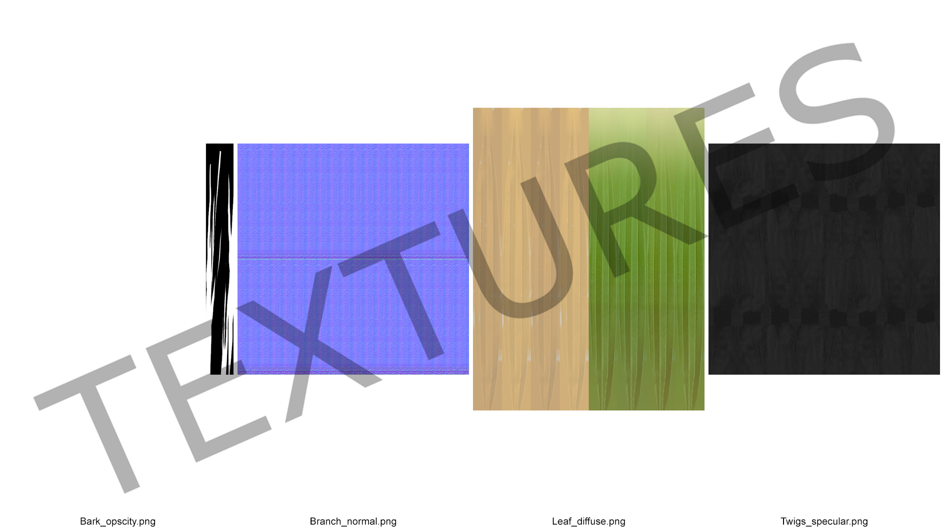 Mexican Palm Tree 3D