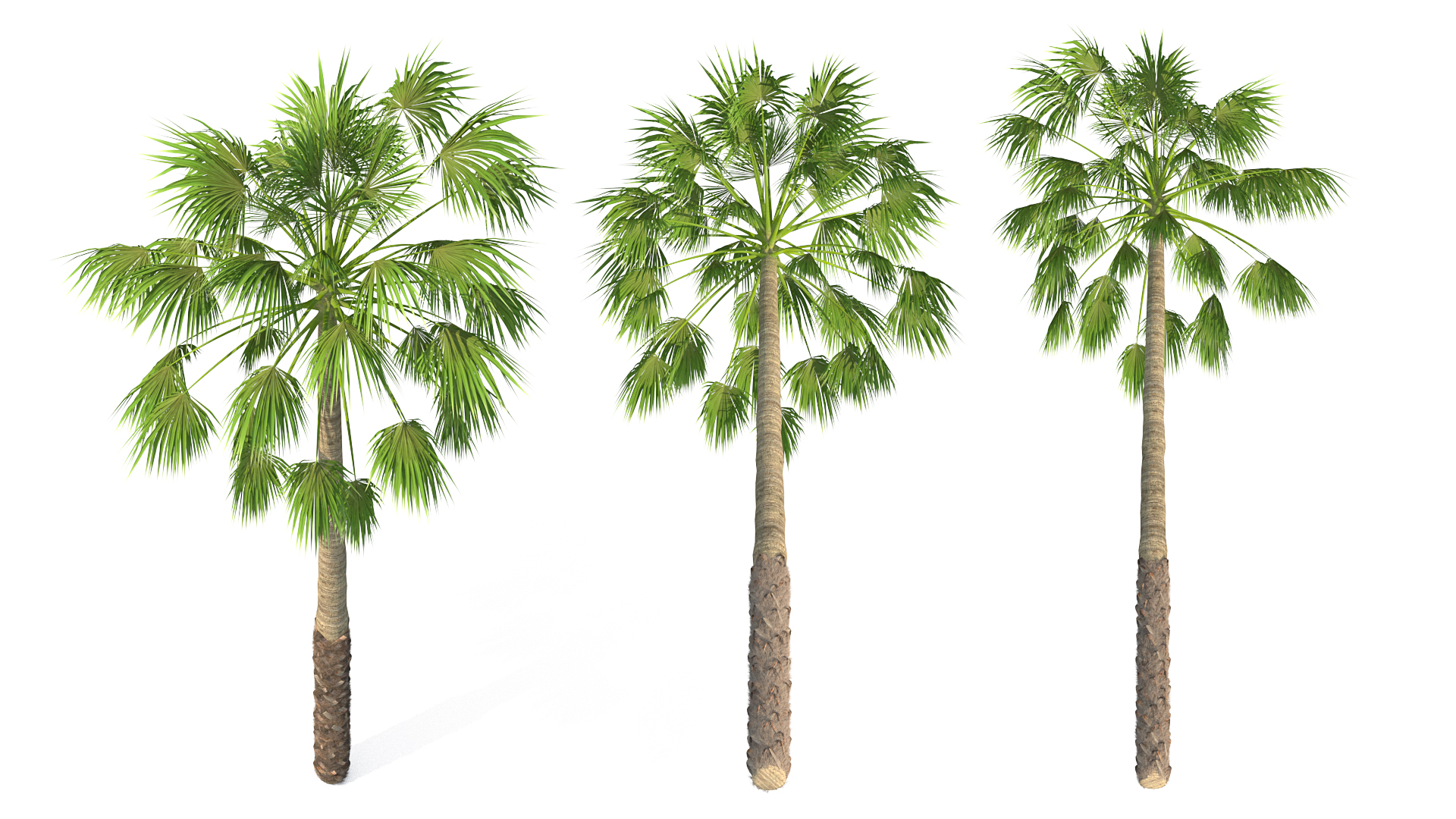 Mexican Palm Tree 3D