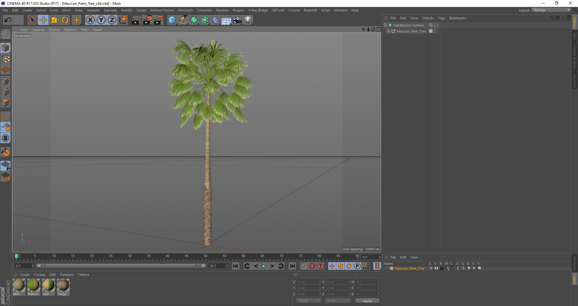 Mexican Palm Tree 3D