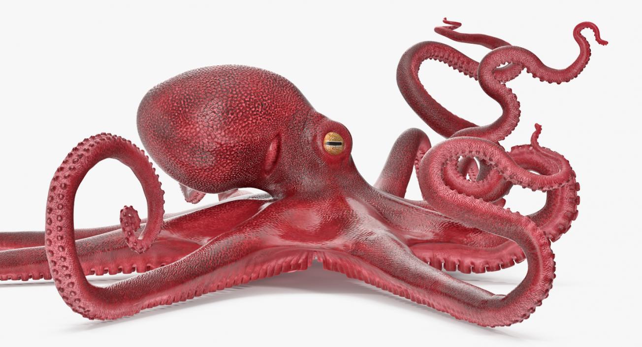 Large Octopus Vulgaris.